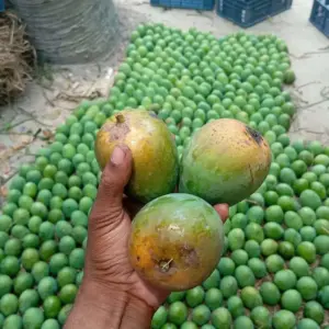 হিমসাগর । ১২ কেজি