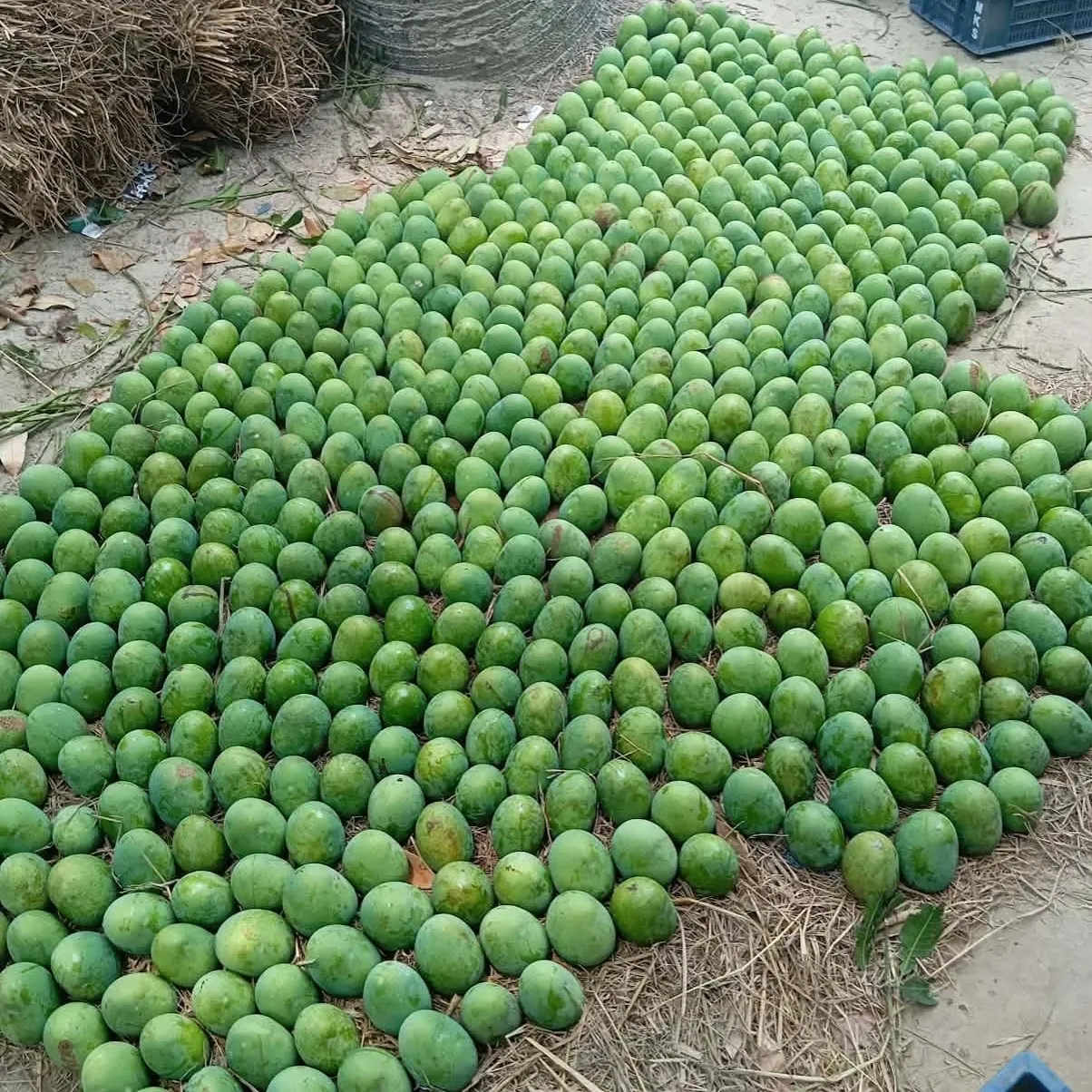 Mango (2)