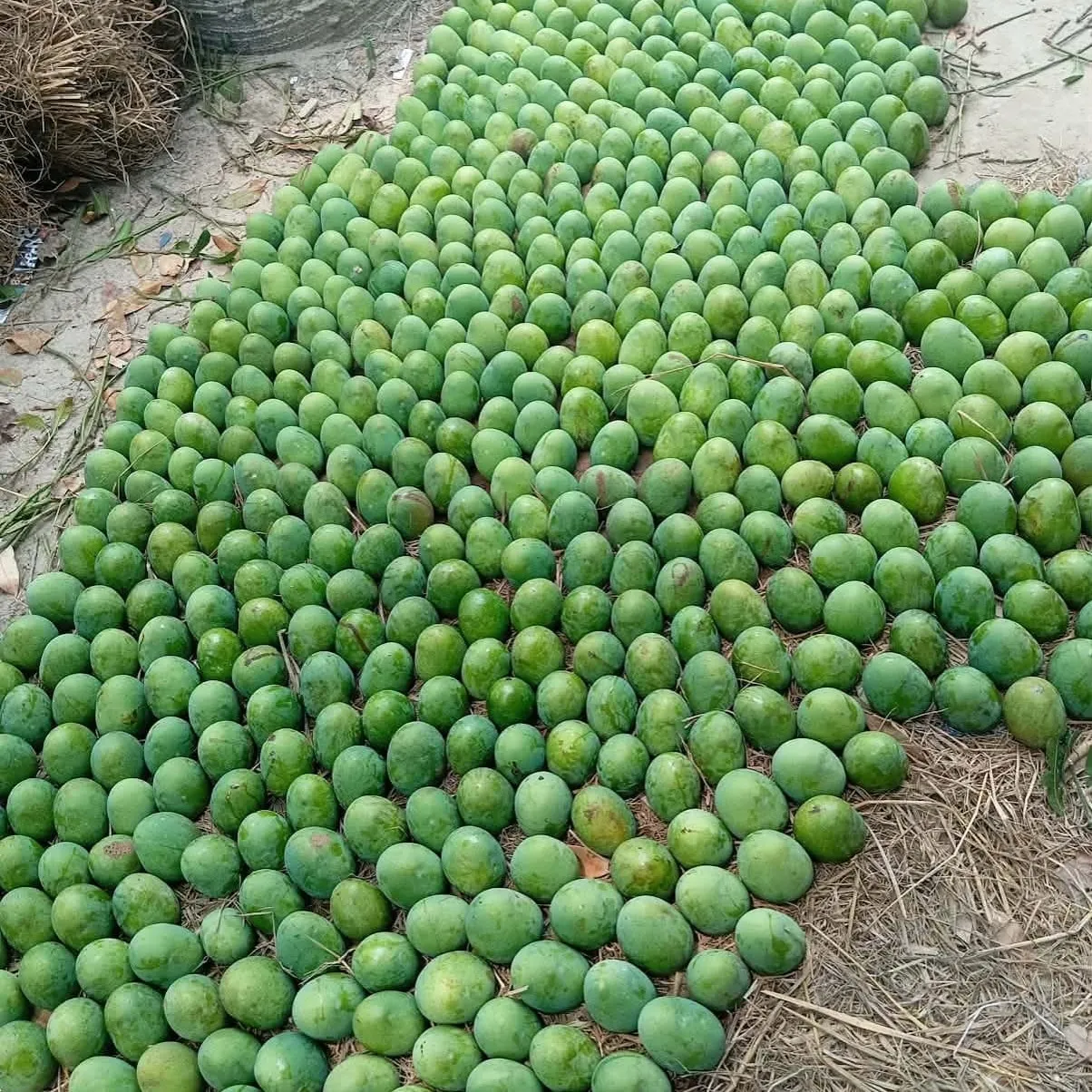 Mango (3)