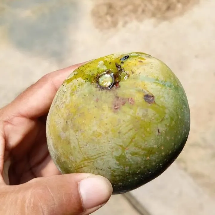 Mango (4)