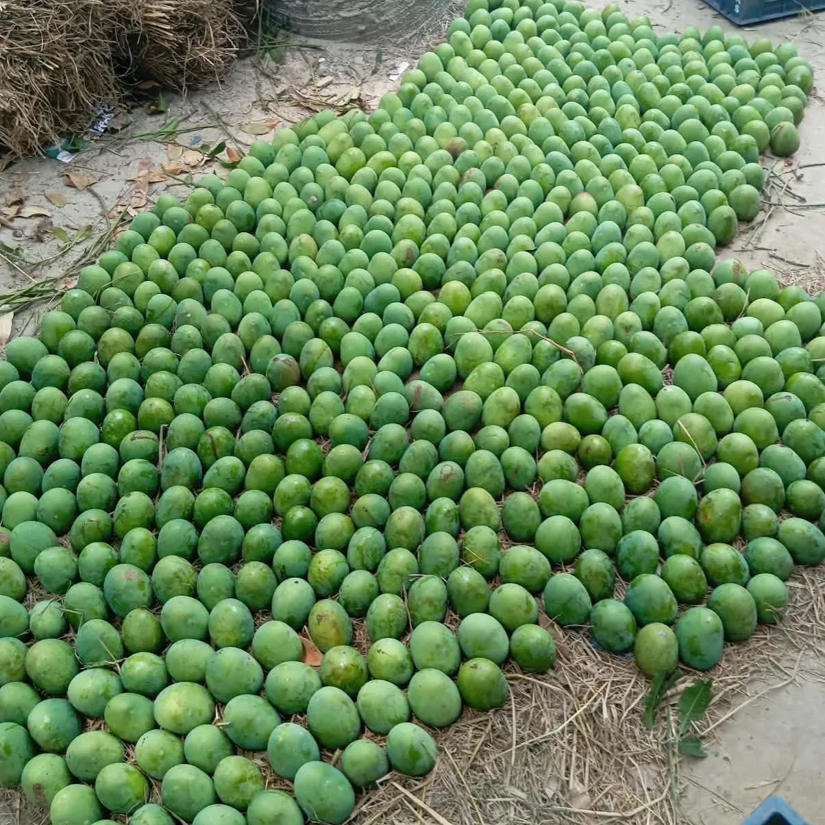 Mango (5)
