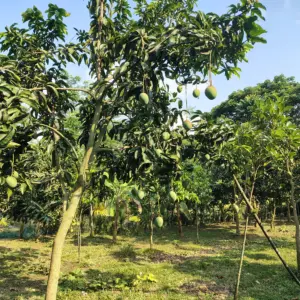 গোবিন্দভোগ আম । ১২ কেজি